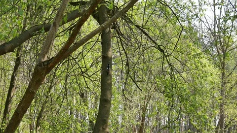 Woodpecker on a tree in the forest. 스톡 동영상 116792914