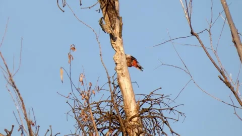 WoodPecker on tree hides behind trunk and flies away against blue sky Stock Footage 289788396