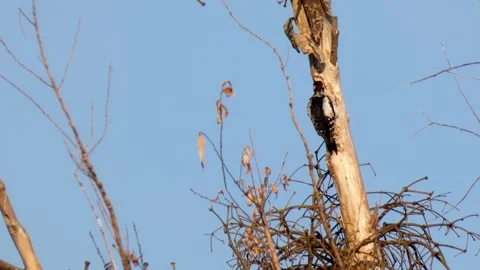 WoodPecker on tree moves around trunk and cleans feathers against blue sky Stock Footage 281583665
