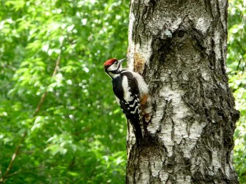 Woodpecker on tree Foto stock