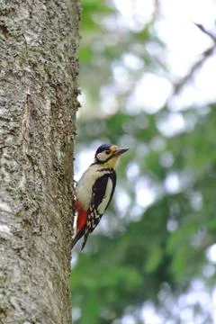 Woodpecker in a tree Stock Photos