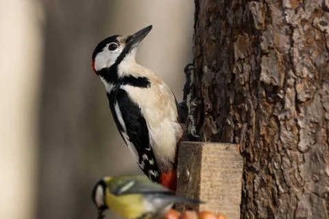 Woodpecker on a tree Stock Photos