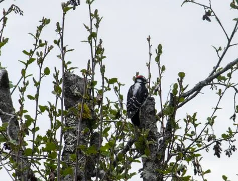 Woodpecker in Tree Foto stock