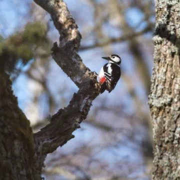 Woodpecker in a tree Stock Photos