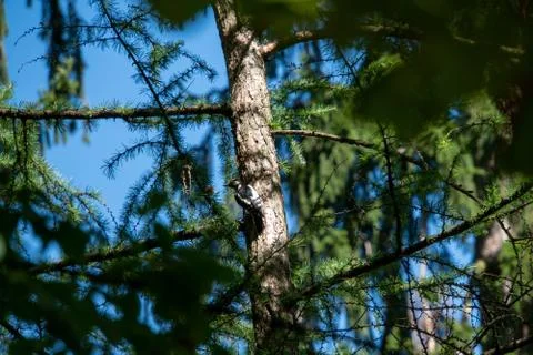 Woodpecker on a tree Stock Photos