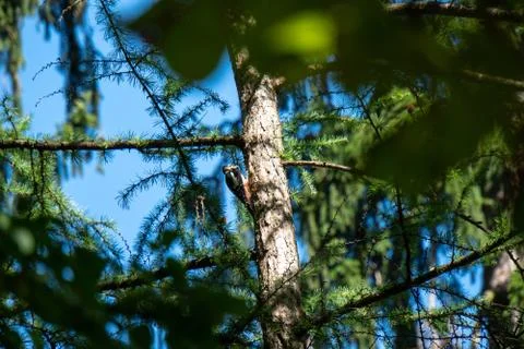 Woodpecker on a tree Foto stock