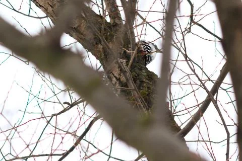 Woodpecker on a tree Stock Photos