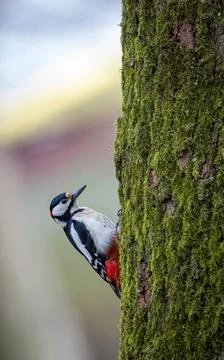 Woodpecker on the tree Stock-Fotos