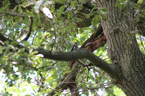 Woodpecker in tree Stock Photos