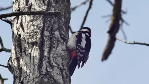 Woodpecker on a tree taps its beak on the bark, against the background of a Vídeos de archivo 240235936