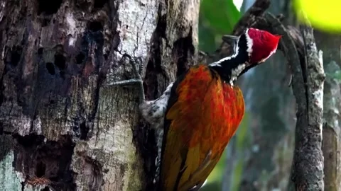 Woodpecker on Tree Trunk Stock Footage 323143483