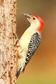 Woodpecker on a tree trunk Stock Photos