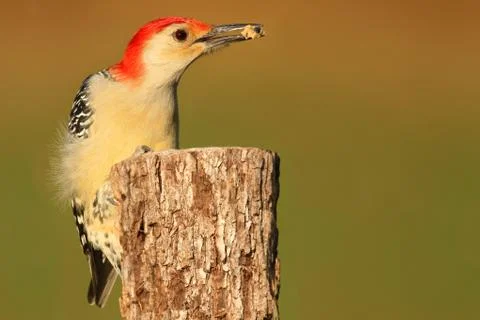 Woodpecker on a tree trunk Stock Photos