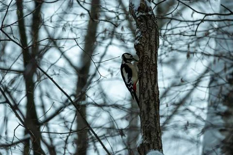 A woodpecker on a tree trunk in a winter forest. Woodpecker in its natural ha Stock Photos