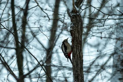 A woodpecker on a tree trunk in a winter forest. Woodpecker in its natural ha Stock Photos