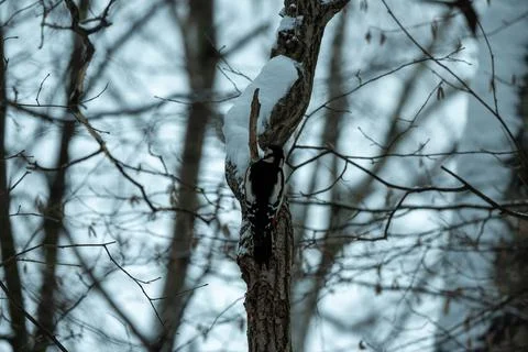 A woodpecker on a tree trunk in a winter forest. Woodpecker in its natural Stock Photos