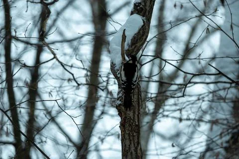 A woodpecker on a tree trunk in a winter forest. Woodpecker in its natural Stock Photos