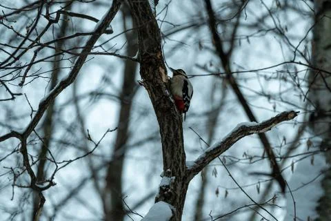 A woodpecker on a tree trunk in a winter forest. Woodpecker in its natural Stock Photos