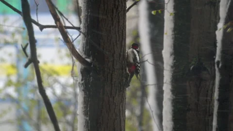Woodpecker on Tree Trunk in Winter Snowy Weather Видео 333565833