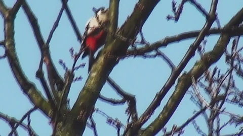 Woodpecker walks in the tree Video stock 96993513
