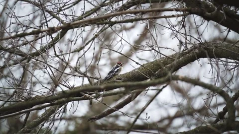 Woodpecker in the wind sitting on a tree branch Stock Footage 336525422