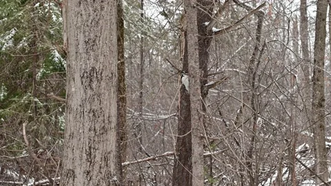 Woodpecker Working on Tree in Forest, Handhold Shot in Winter, 4K Stock Footage 231585708