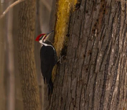 Woodpecker working up a tree Stock Photos