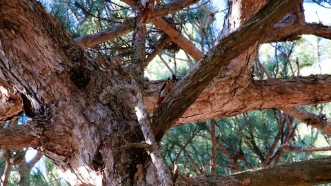 Woodpecker works on a pine tree in the forest Stock Footage 127058143