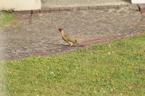 Woodpecker2 Stock Photos