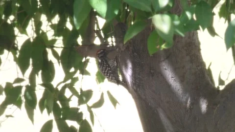 WoodPicker Bird Stock Footage 334911371