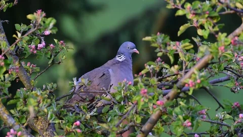 Woodpigeon is in the apple tree Video stock 76984582