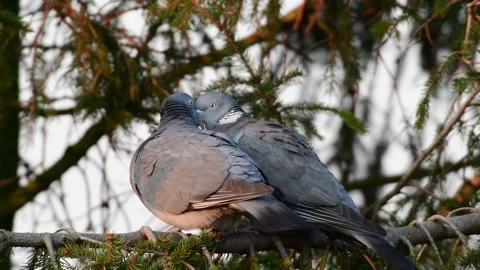 Woodpigeon couple turtle in the tree, spring Stock Footage 143006904