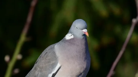 Woodpigeon sit in the apple tree, spring Stock Footage 93297953