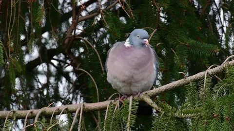 Woodpigeon sit in the tree, spring Video stock 93308246