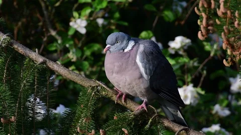 Woodpigeon sit in the tree, spring Stock Footage 97927950