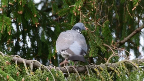 Woodpigeon sitting in the tree, spring Stock Footage 97976562