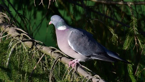 Woodpigeon sitting in the  tree, spring Stock Footage 116168757
