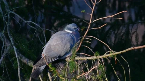 Woodpigeon sitting in the tree, spring Stock Footage 141373497