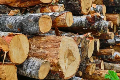Woodpile of long trunks end pattern traditional material for construction Stock Photos