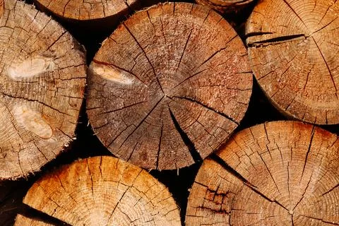 Woodpile pattern or texture. Round cuts of wood. Stock Photos