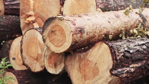 Woodpile. A stack of chopped freshly cut wood logs outdoors. Firewood prepared Stock Footage 135960809