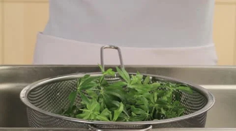 Woodruff being dried Stock Footage 24657977