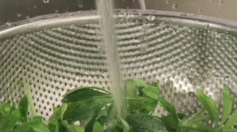 Woodruff being washed under running water Stock Footage 24657975