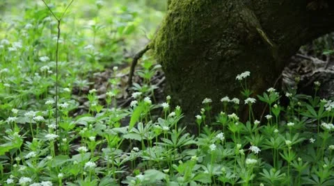 Woodruff (Galium odoratum) Stock Footage 15483583