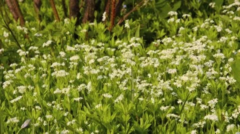 Woodruff (Galium odoratum) Stock Footage 18078403