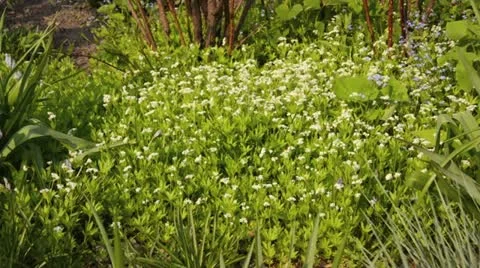 Woodruff (Galium odoratum) Stock Footage 18078423