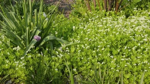Woodruff (Galium odoratum) Stock Footage 18078447