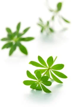 Woodruff Stock Photos