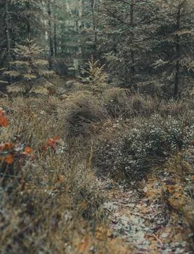 Woods - 01 Stock Photos