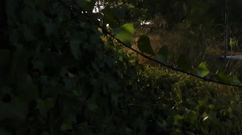 Woods 1 Stock Footage 28560662